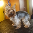 york��rsk� teri�r Megi-p�ed st�ihem